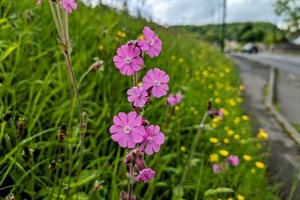 red-campion