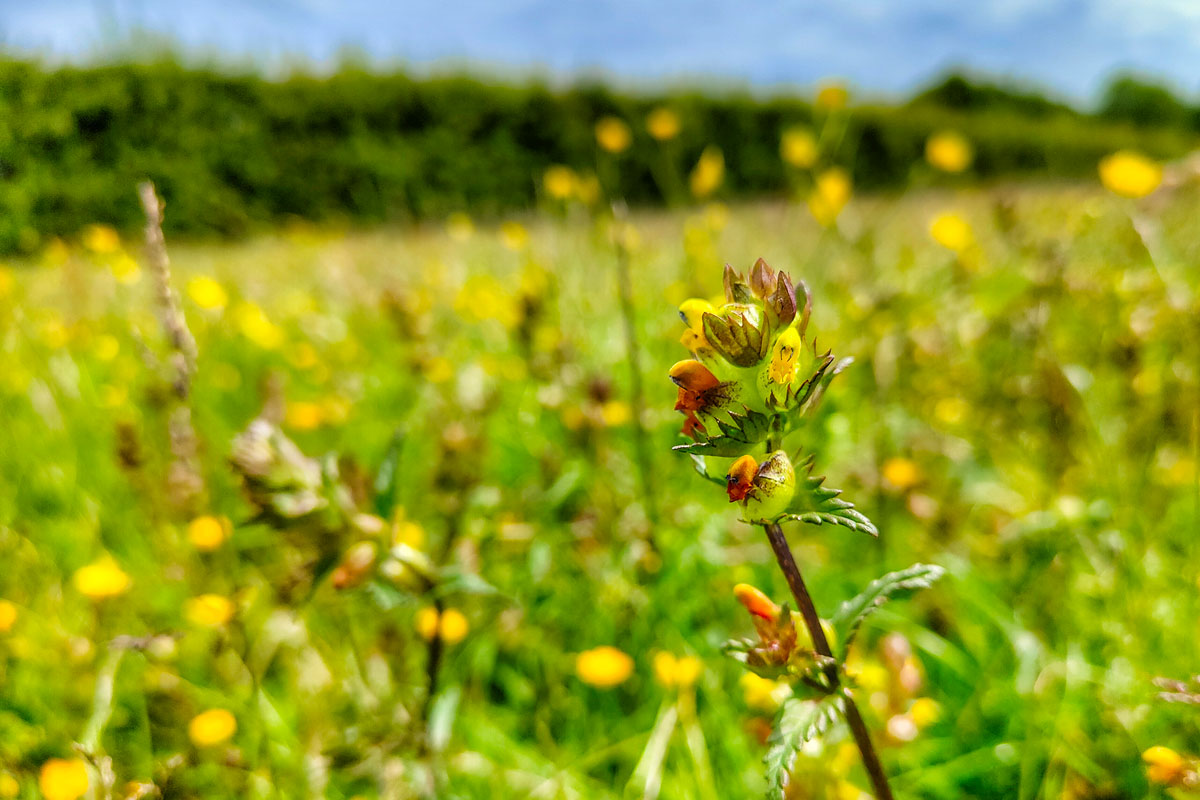 Yellow Rattle